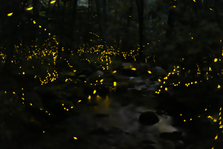 Illustration for article titled The Synchronous Fireflies Of The Smokies Are A Sight Unlike Any Other
